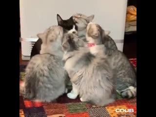 five pussies lick each other