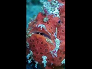 frogfish by atsushisadaki/biology